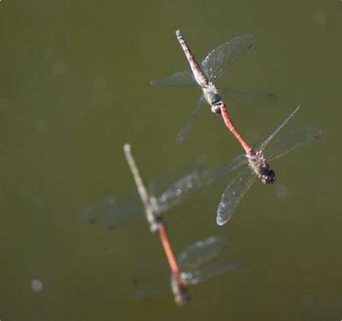 Sympetrum sp.